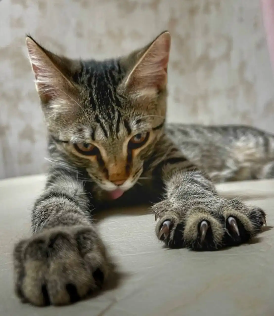 Потерянный кот в районе Восточный, ул. Бориса Щербины, 14