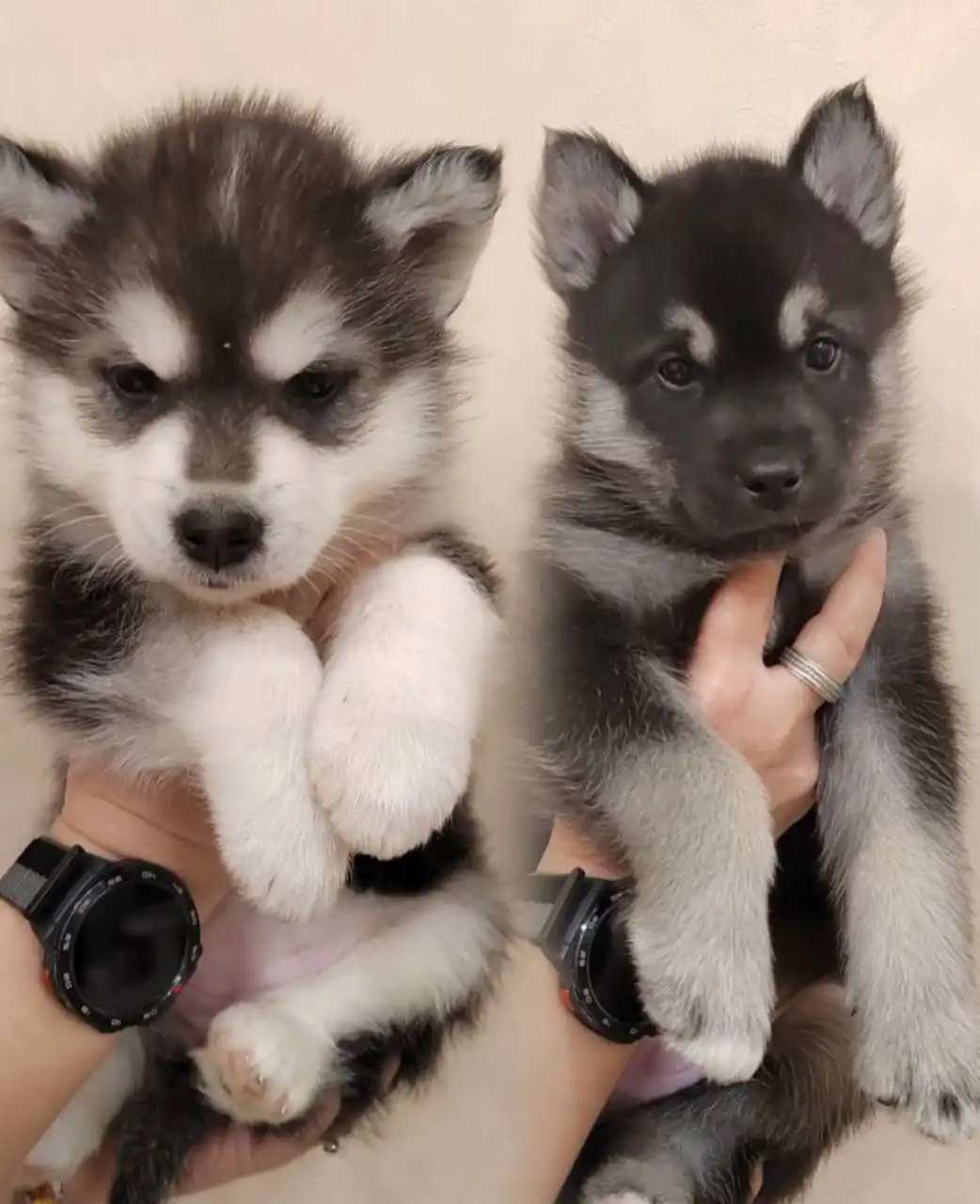 Две кошки ищут дом в Тюмени