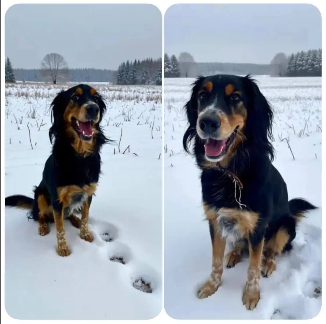 Спайк ищет дом