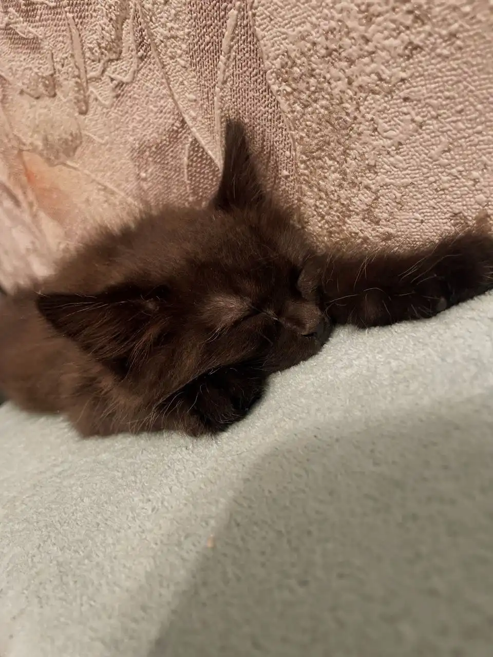 Кошка 2.5 месяца для ответственных