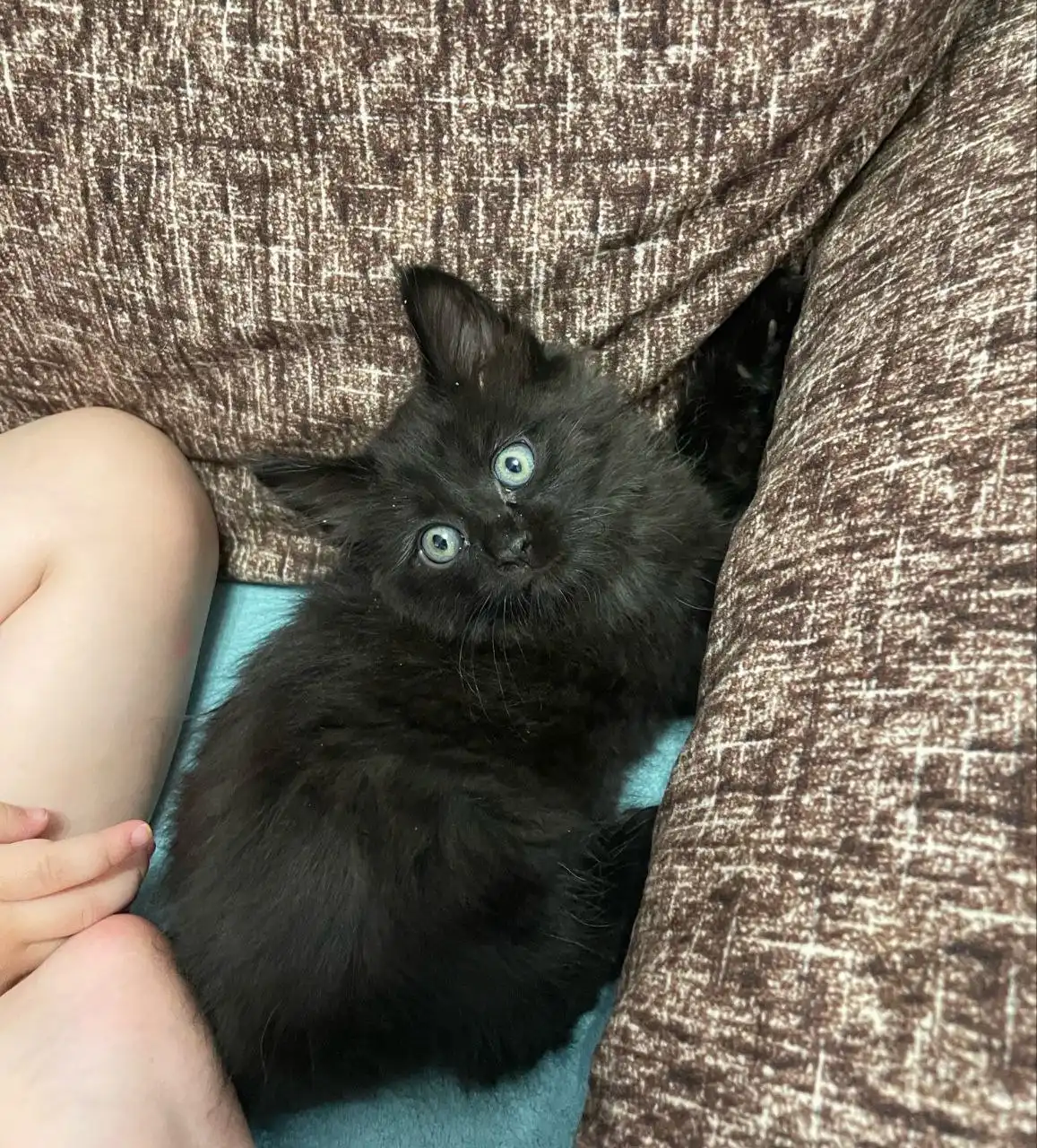 Кошка 2.5 месяца для ответственных