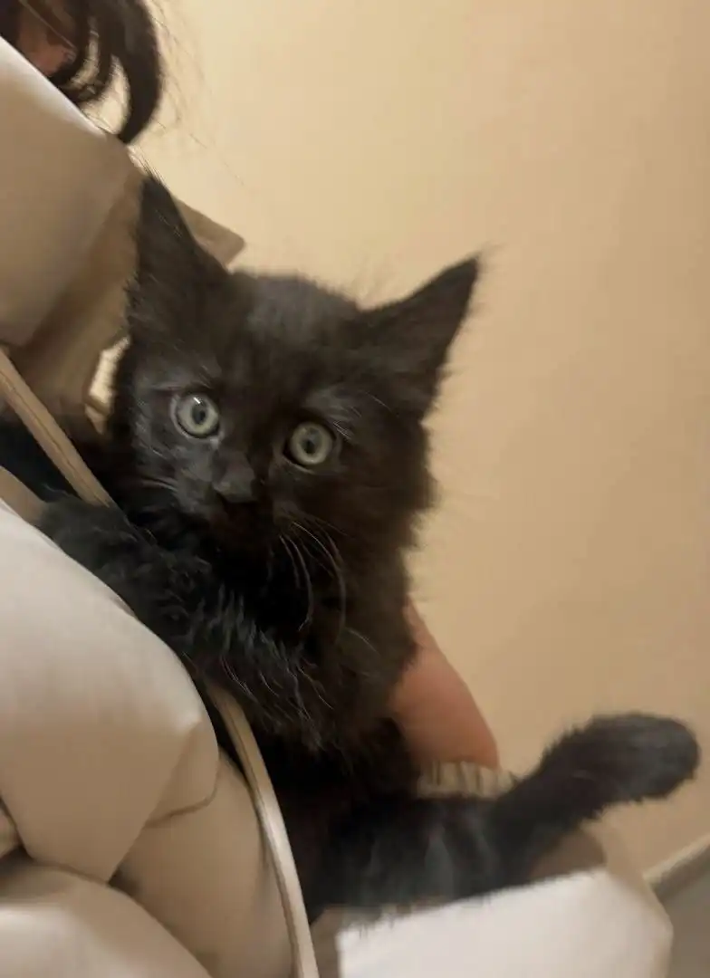 Кошка 2.5 месяца для ответственных