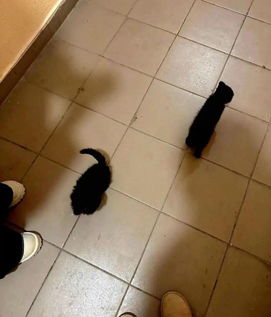 Кошка 2.5 месяца для ответственных