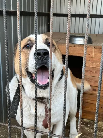 Алабай кобель для семьи - Птица в Тюмень