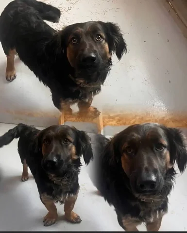 Ищет дом для собаки Чарли - Птица в Тюмень