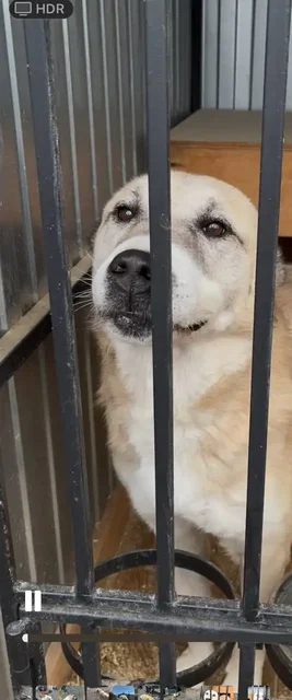 Продажа щенка алабая - Птица в Тюмень