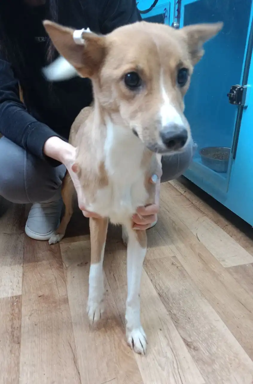 Две сестрёнки Боня и Соня ищут дом - Собаки (Животные) в Тюмень