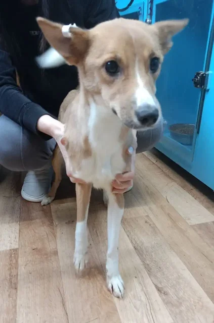 Две сестрёнки Боня и Соня ищут дом - Птица в Тюмень