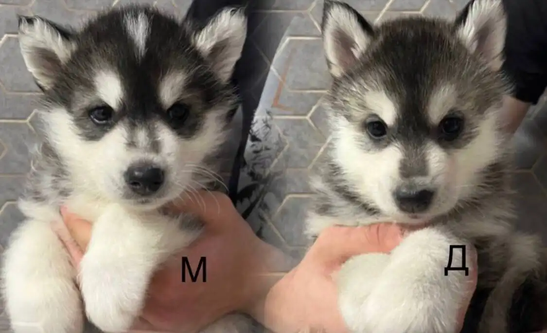 Щенки в добрые руки - Собаки (Животные) в Тюмень