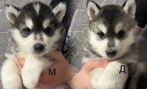 Щенки в добрые руки - Птицы в Тюмень