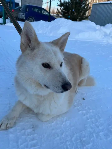 Щенок лайки для ответственных хозяев - Товары для животных в Тюмень