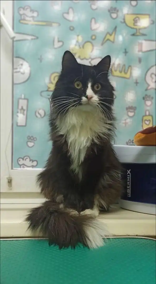 Кот ищет хозяина в Тюмени - Кошки (Животные) в Тюмень