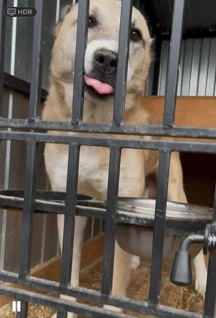 Алабай нуждается в заботе - частное объявление в Тюмень