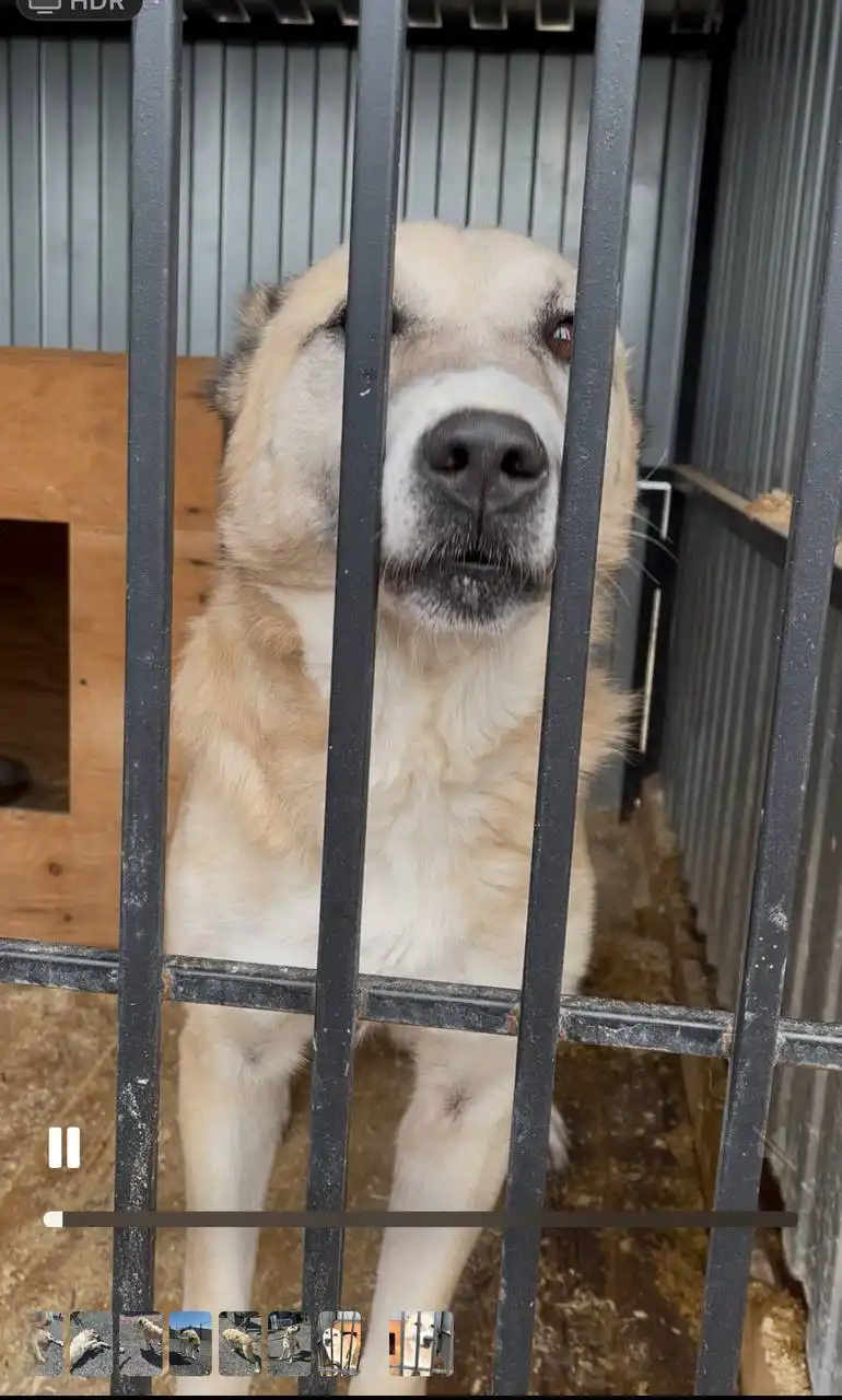 Алабай нуждается в заботе - Собаки (Животные) в Тюмень