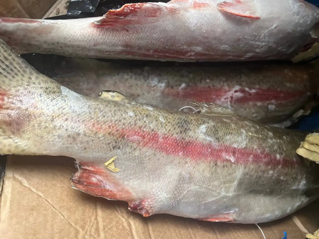 Продажа свежемороженой икорной форели из Киргизии - Продукты питания (Барахолка) в Тюмень