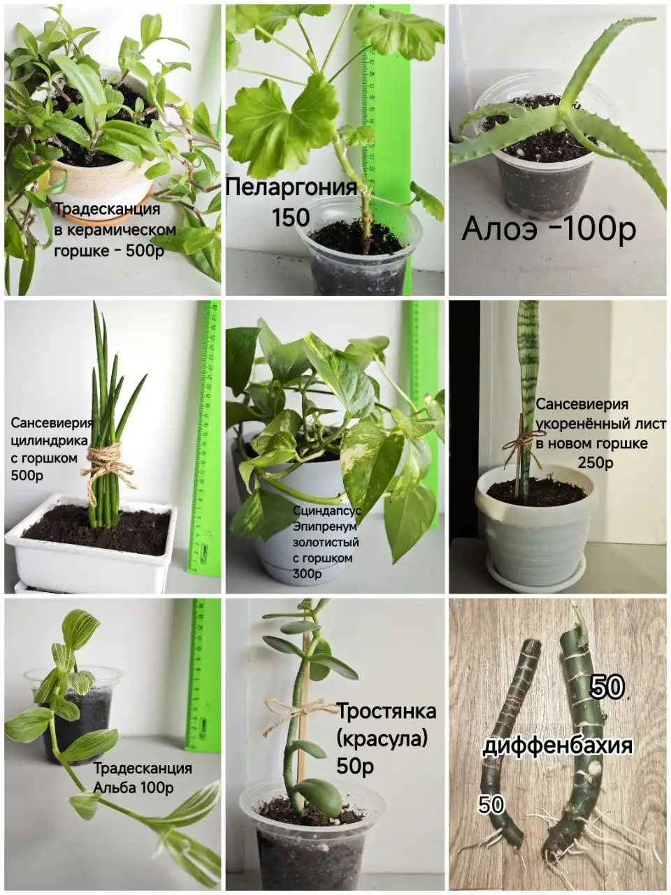 Продажа укоренённых отростков комнатных растений - Комнатные растения (Хобби и отдых) в Тюмень