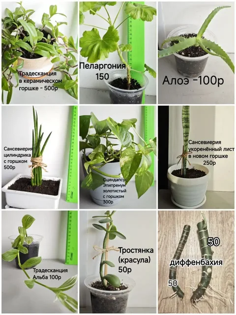 Продажа укоренённых отростков комнатных растений - Ручная работа в Тюмень