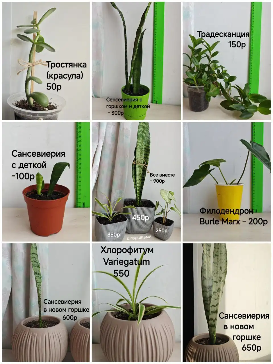 Продажа укоренённых отростков комнатных растений - Комнатные растения (Хобби и отдых) в Тюмень