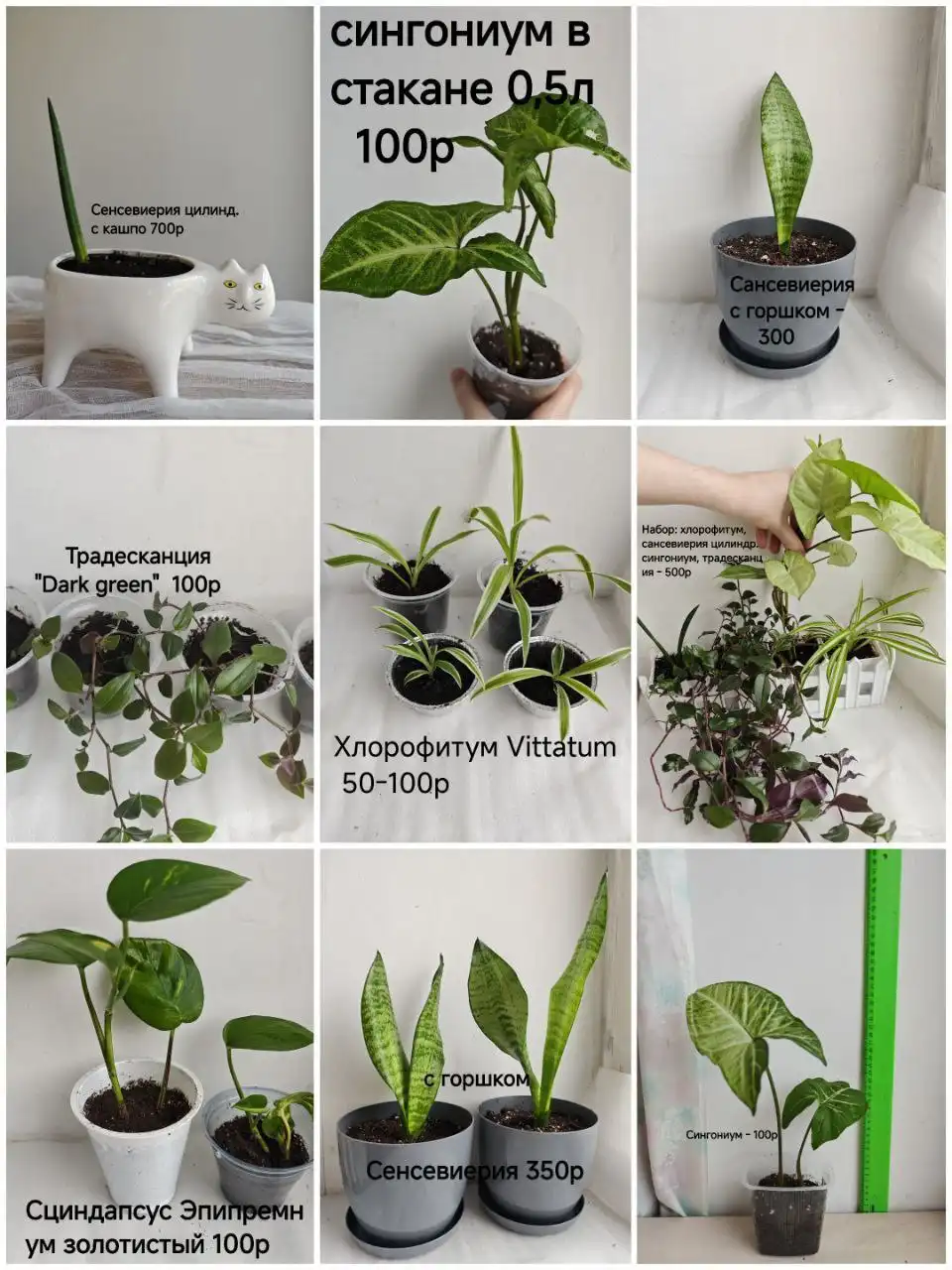 Продажа укоренённых отростков комнатных растений - Комнатные растения (Хобби и отдых) в Тюмень