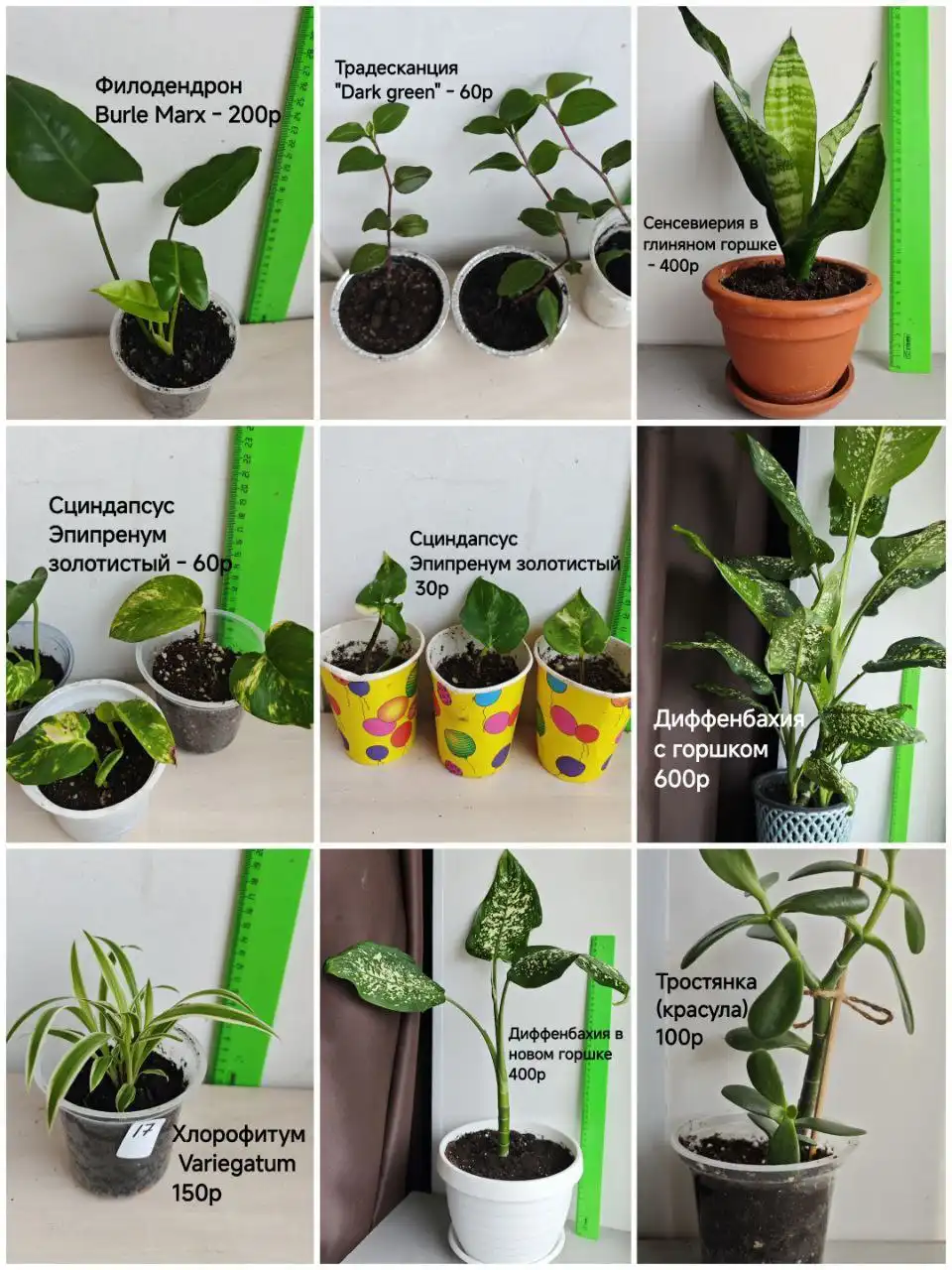 Продажа укоренённых отростков комнатных растений - Комнатные растения (Хобби и отдых) в Тюмень
