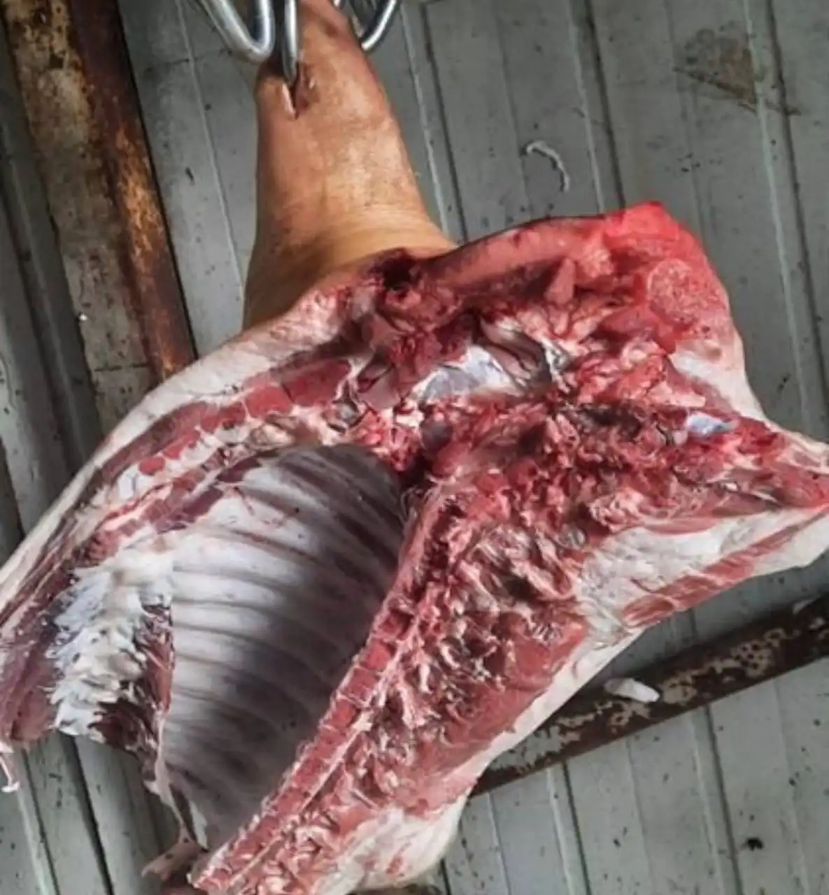 Забой свинины с доставкой в Тюмень - Продукция животноводства (Животные) в Тюмень