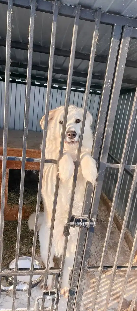 Умка хочет домой - Животные (Барахолка) в Тюмень