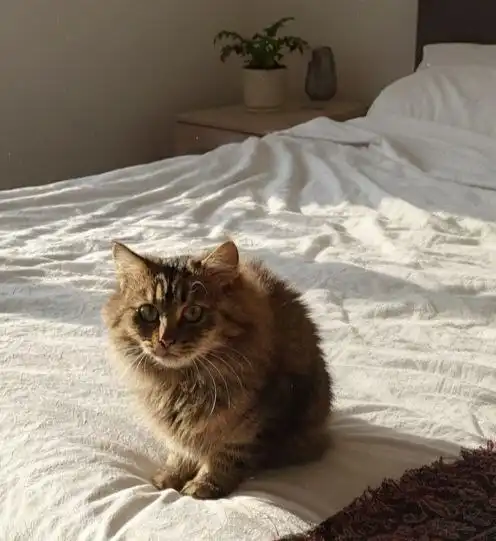 Кошка Мурочка 3 года - Кошки (Животные) в Тюмень