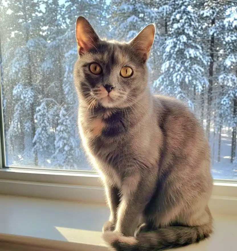 Кошечка Мила ищет семью - Кошки (Животные) в Тюмень