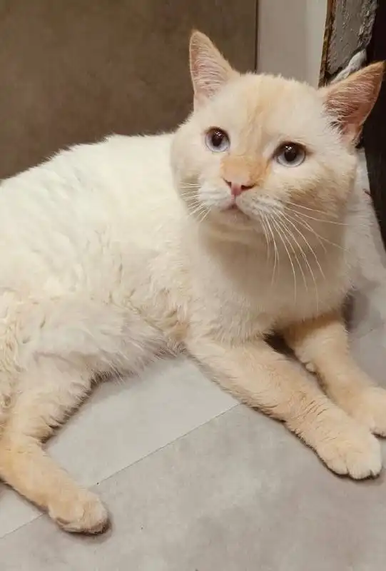 Кот Персик ищет любящего хозяина - Кошки (Животные) в Тюмень