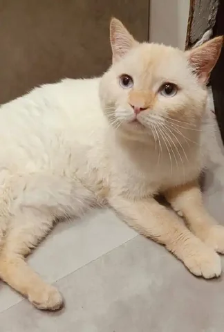 Кот Персик ищет любящего хозяина - частное объявление в Тюмень