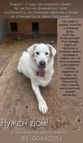 Объявление от Сени - Поиск людей в Тюмень