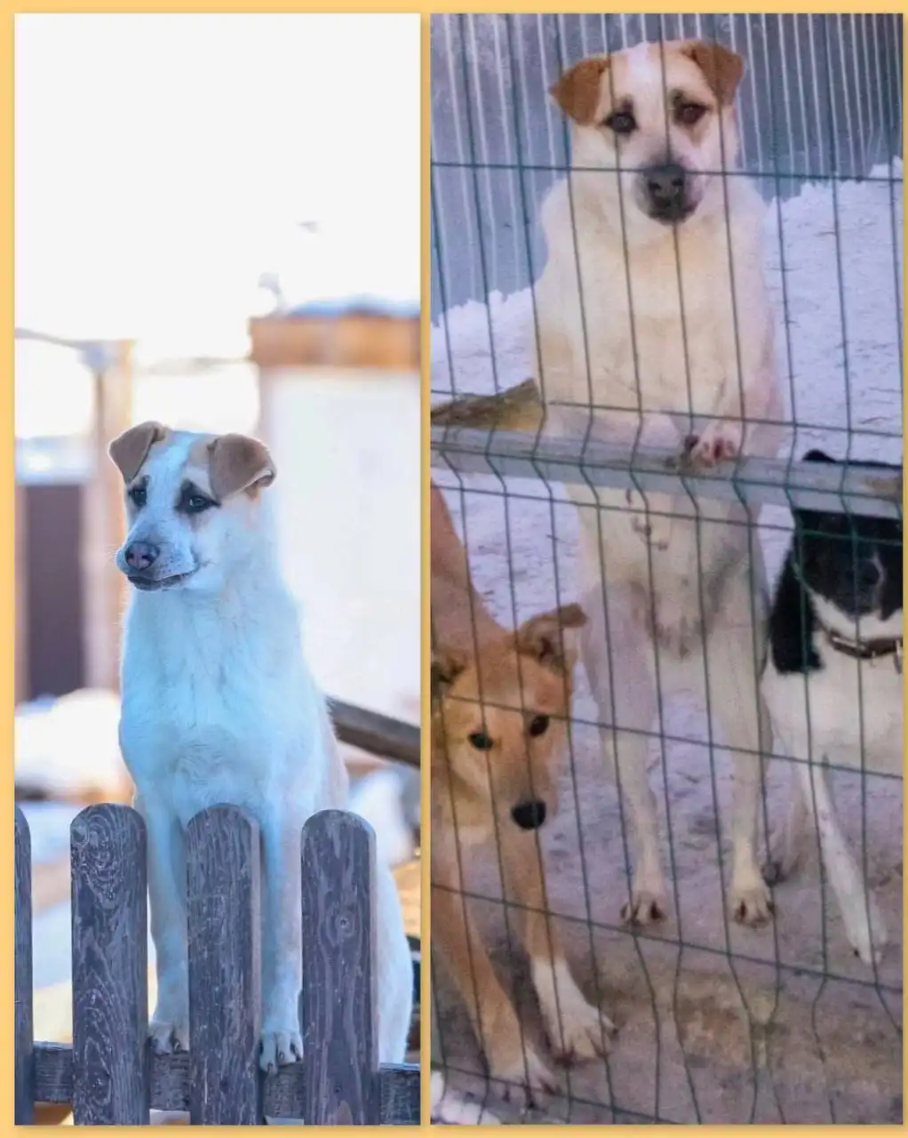 Продается девочка Гера, 2 года - Собаки (Животные) в Тюмень