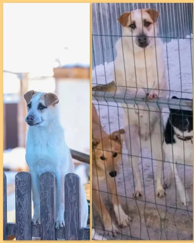 Продается девочка Гера, 2 года - Собаки в Тюмень