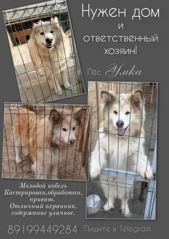 Объявление о продаже - Поиск людей в Тюмень