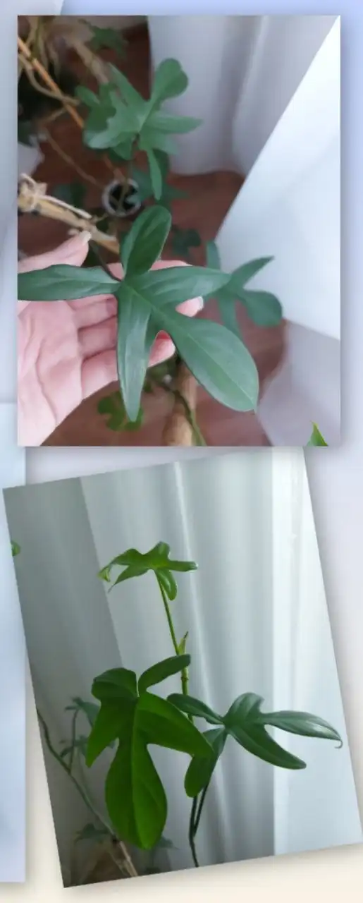 Черенки филодендрона гитаровидного для самоукоренения - Растения (Барахолка) в Тюмень