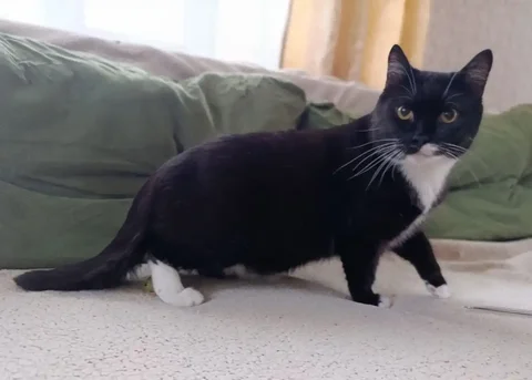 Мистер Финч - кот метис шотландца ищет дом - Потерянные животные в Тюмень