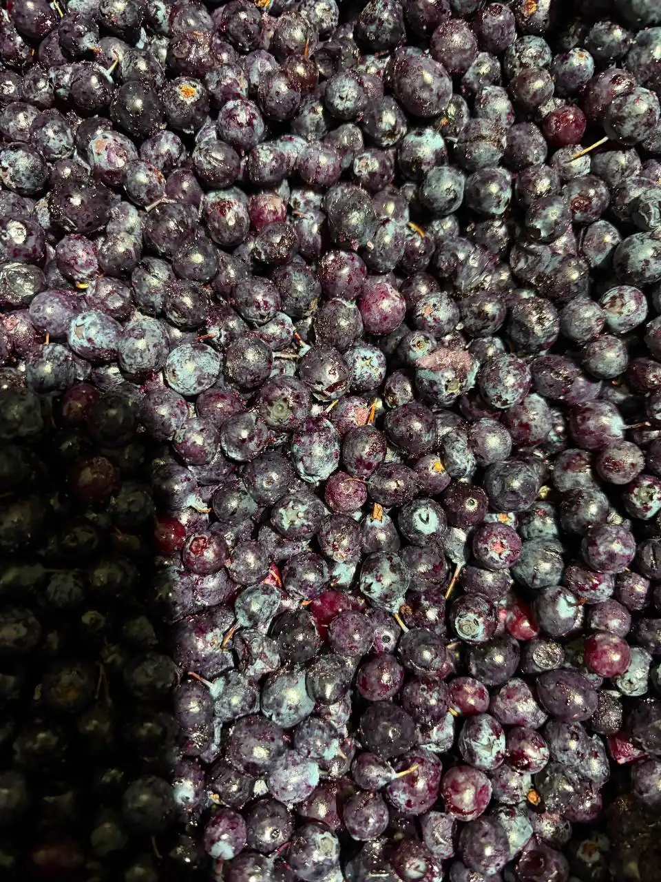 Замороженная ягода черника голубика брусника облепиха - Продукты питания (Барахолка) в Тюмень