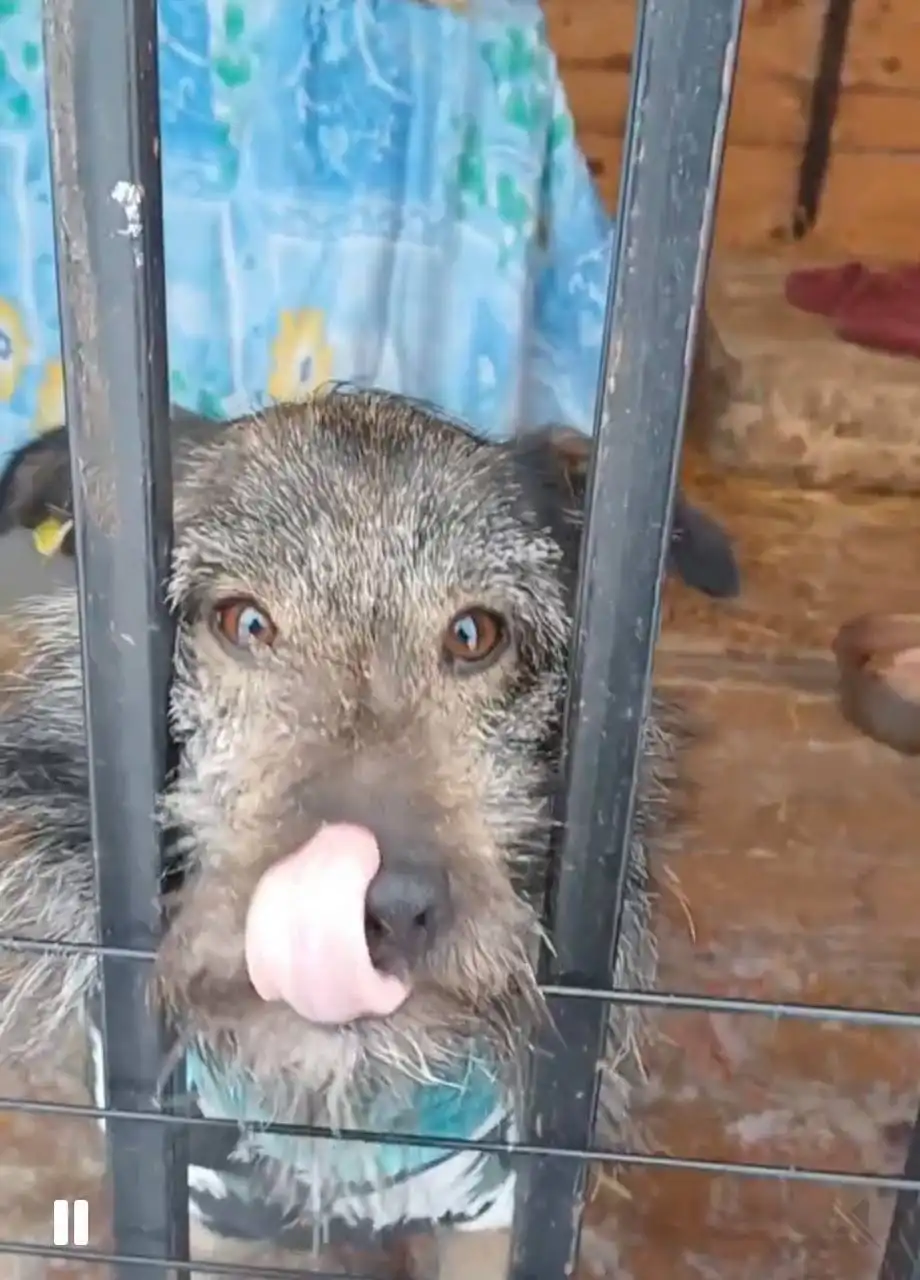 Продажа собаки породы спаниель - Собаки (Животные) в Тюмень