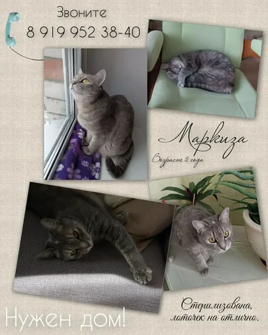 Ласковая кошка Маркиза ищет заботливых хозяев - Сельскохозяйственные животные в Тюмень