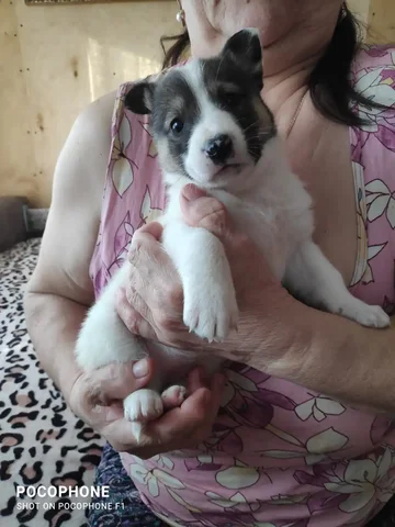 Щенки ищут дом - Собаки в Тюмень