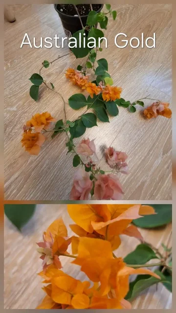 Продажа взрослых кустов цветущей бугенвиллии - Цветы в Тюмень