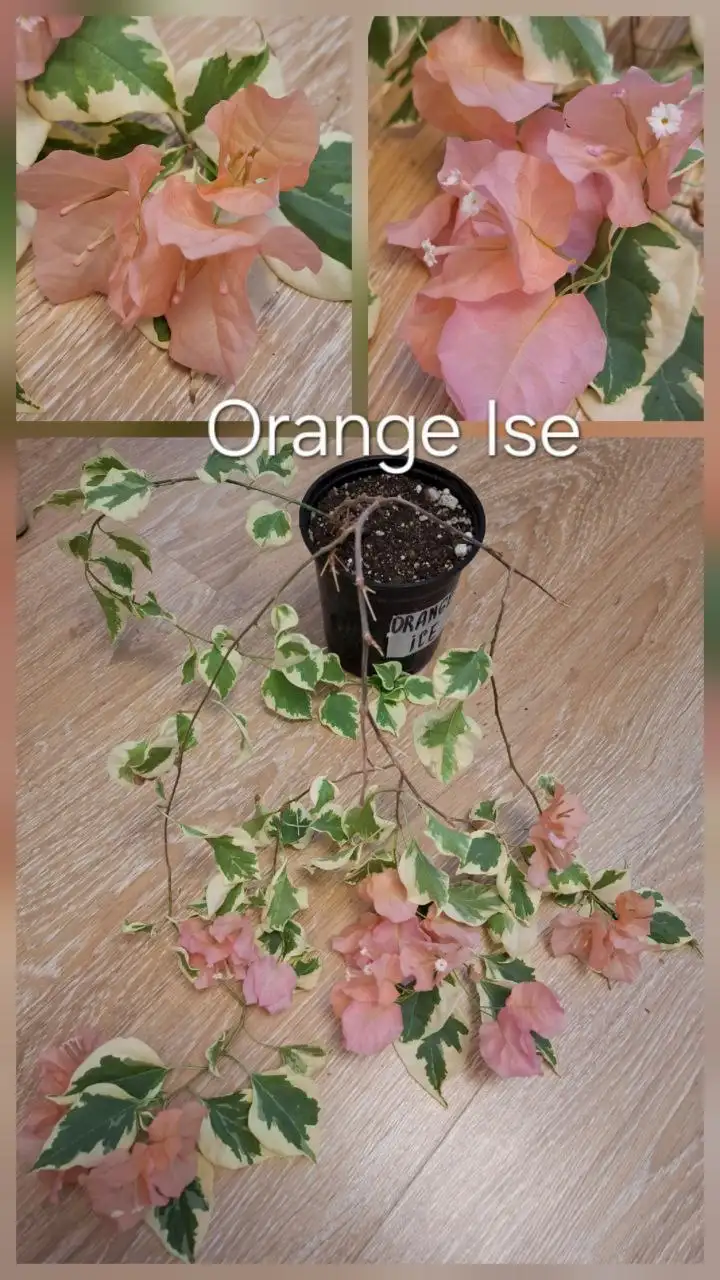 Продажа взрослых кустов цветущей бугенвиллии - Растения (Хобби и отдых) в Тюмень