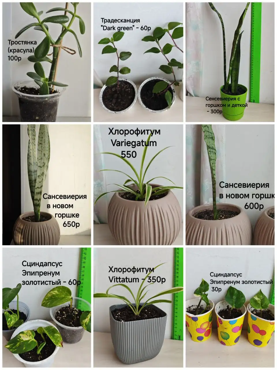 Продажа укоренённых отростков комнатных цветов - Растения (Барахолка) в Тюмень