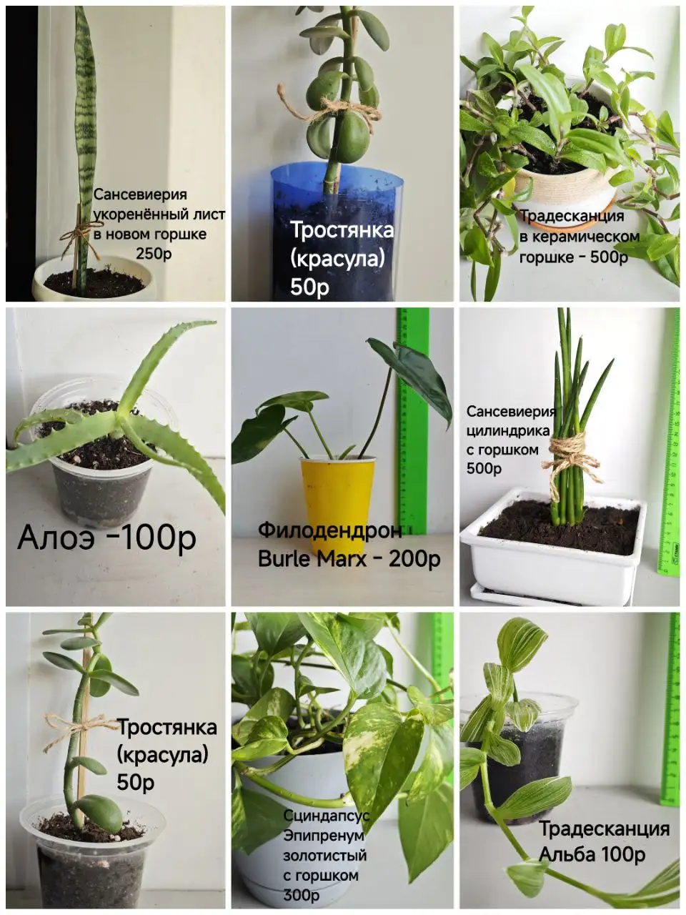Продажа укоренённых отростков комнатных цветов - Растения (Барахолка) в Тюмень