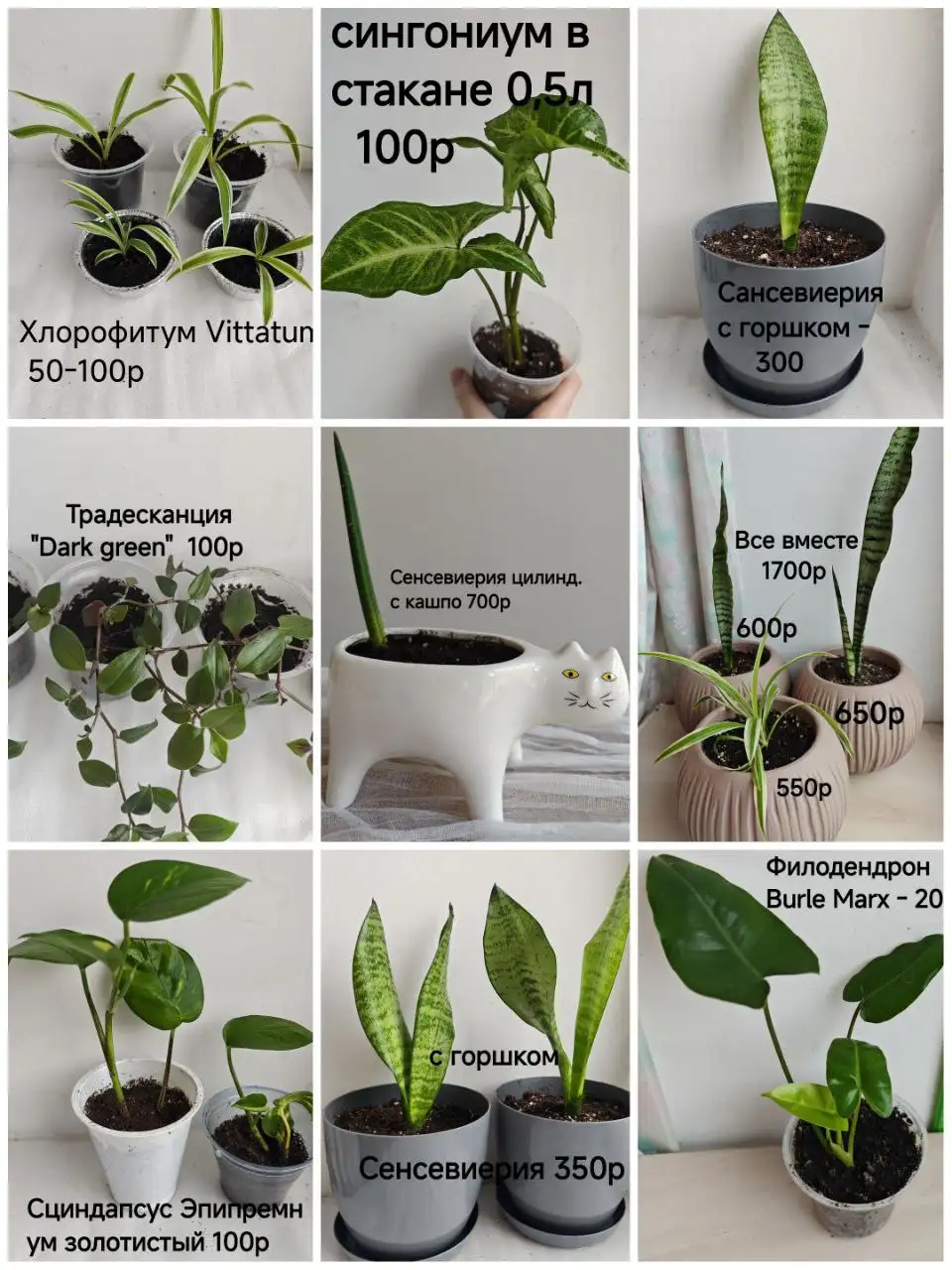 Продажа укоренённых отростков комнатных цветов - Растения (Барахолка) в Тюмень