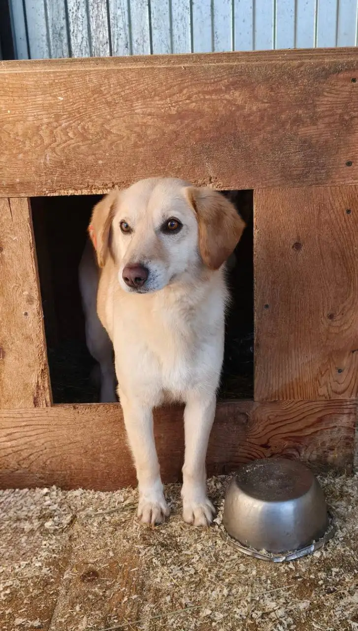 Кот Персик ищет новый дом - Кошки (Животные) в Тюмень