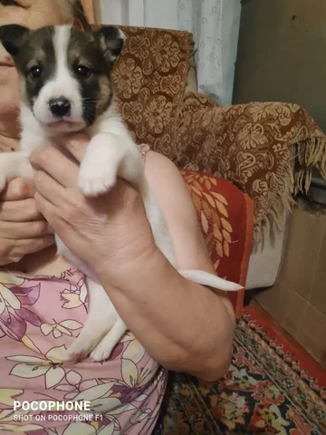 Девочка ищет дом, активная собака с тремя щенками - Собаки в Тюмень