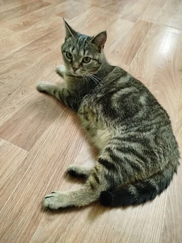 Молодая кошка Каори ищет хозяина - Потерянные животные в Тюмень