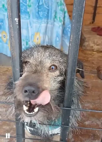 Щенок Гоша для дома или квартиры - Собаки в Тюмень