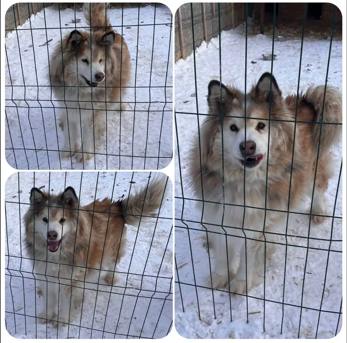 Ищу дом для кобеля Умки - Собаки (Животные) в Тюмень